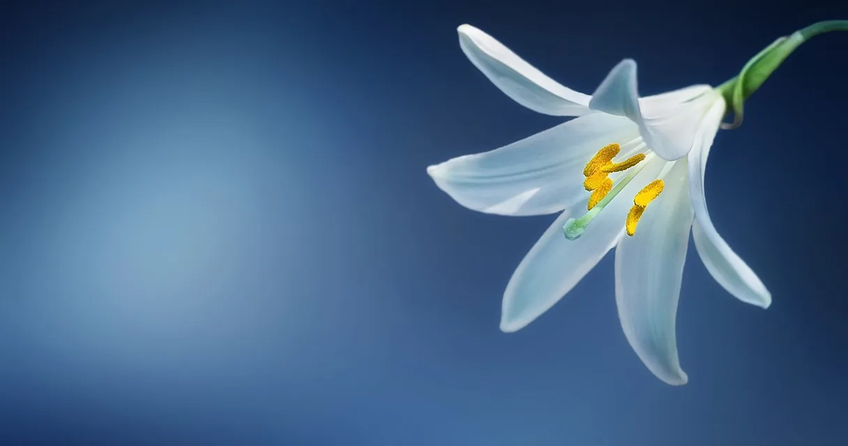 Lírio branco sobre fundo azul, ilustrando o significado do nome Catarina