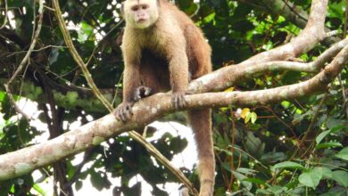 Na porta da COP 30, bate o apelo de um dos macacos mais ameaçados do mundo