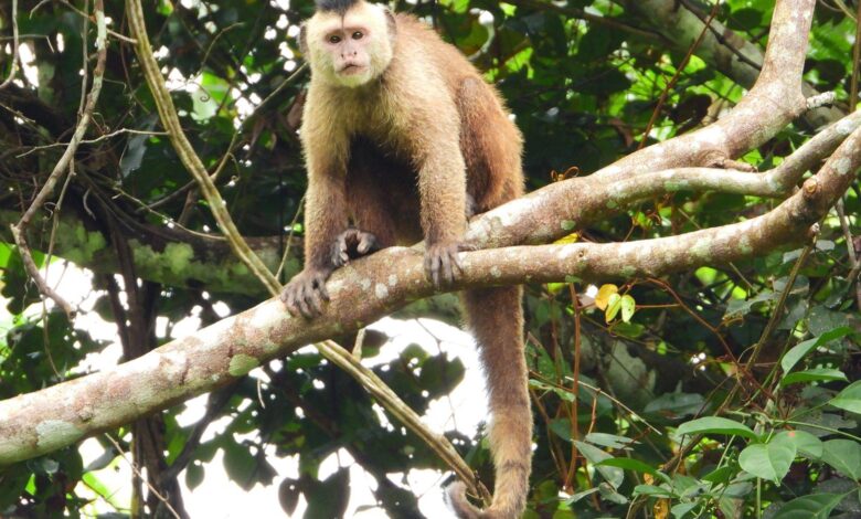 Na porta da COP 30, bate o apelo de um dos macacos mais ameaçados do mundo