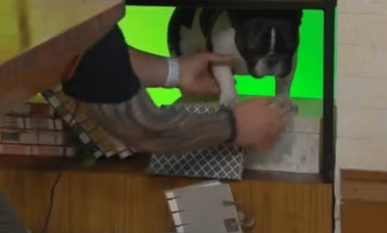 Momento fofura! Cachorrinha de Ana Maria Braga precisa ser resgatada ao vivo no programa