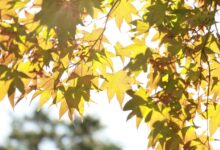 Gravataí deve ter um dia com tempo agradável nesta quarta-feira (30)
