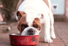 Cachorro comendo