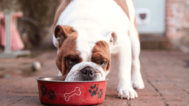 Cachorro comendo