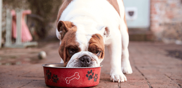 Cachorro comendo