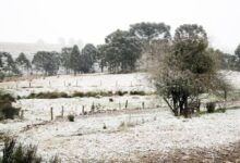 A imagem mostra uma paisagem rural coberta de neve. Há árvores altas ao fundo, com um campo aberto à frente, onde a neve se acumula no solo. Algumas cercas de madeira estão visíveis, e a vegetação é esparsa, com um arbusto solitário em primeiro plano. O céu está nublado, contribuindo para a atmosfera fria e invernal da cena.