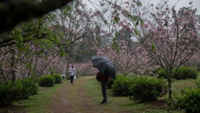 A imagem mostra um caminho em um parque, cercado por árvores floridas de cor rosa. Duas pessoas estão caminhando pelo local, uma delas segurando um guarda-chuva preto. O ambiente parece ser tranquilo e está chuvoso, com nuvens no céu.