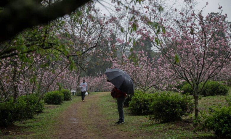 A imagem mostra um caminho em um parque, cercado por árvores floridas de cor rosa. Duas pessoas estão caminhando pelo local, uma delas segurando um guarda-chuva preto. O ambiente parece ser tranquilo e está chuvoso, com nuvens no céu.