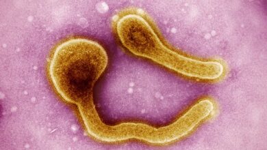 Etiópia vive surto de Marburg, primo mais letal do Ebola