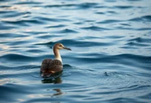 As criaturas marinhas mais temidas pelos navegantes gregos