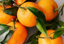 Brazil study links everyday foods to lower diabetes risk